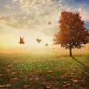 a-single-red-maple-tree-in-a-field-with-leaves-falling-to-the-ground_HQemXyGx0