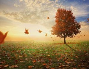 a-single-red-maple-tree-in-a-field-with-leaves-falling-to-the-ground_HQemXyGx0