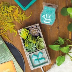 may warmer of the month scentsy suc cute lent