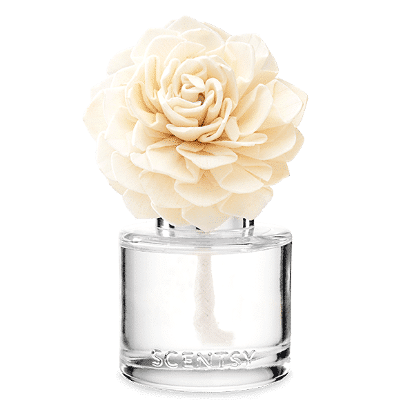 fragrance flower dahlia darling