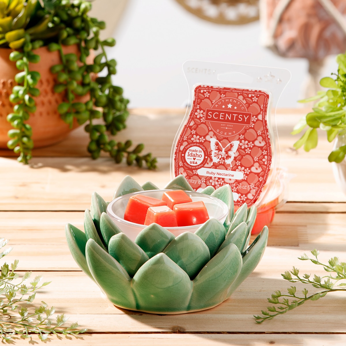succulent stone Live Lithops Assorted Succulents Set