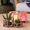 wild desert scentsy july